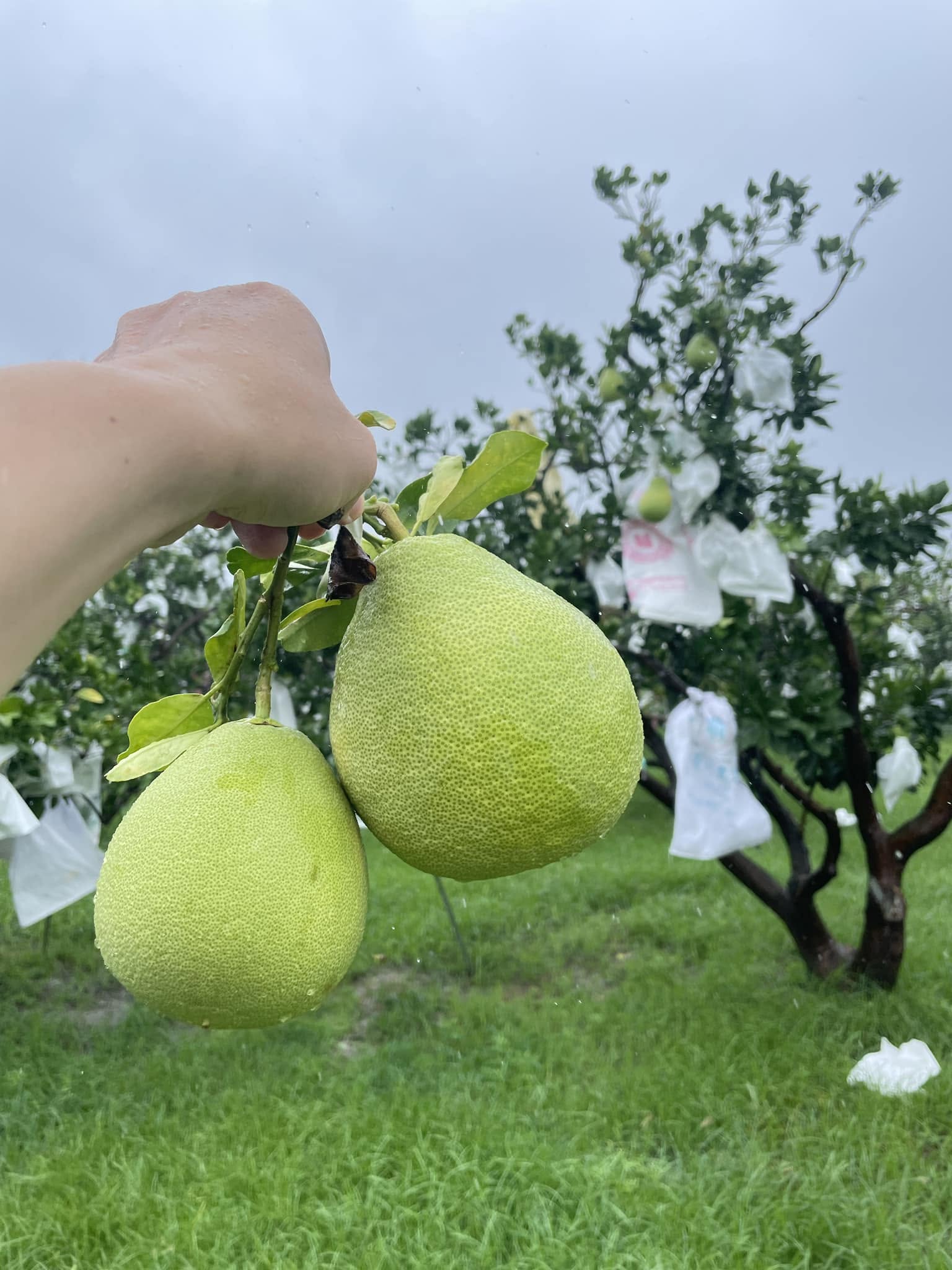 昂首迎陽・大自然的生命律動