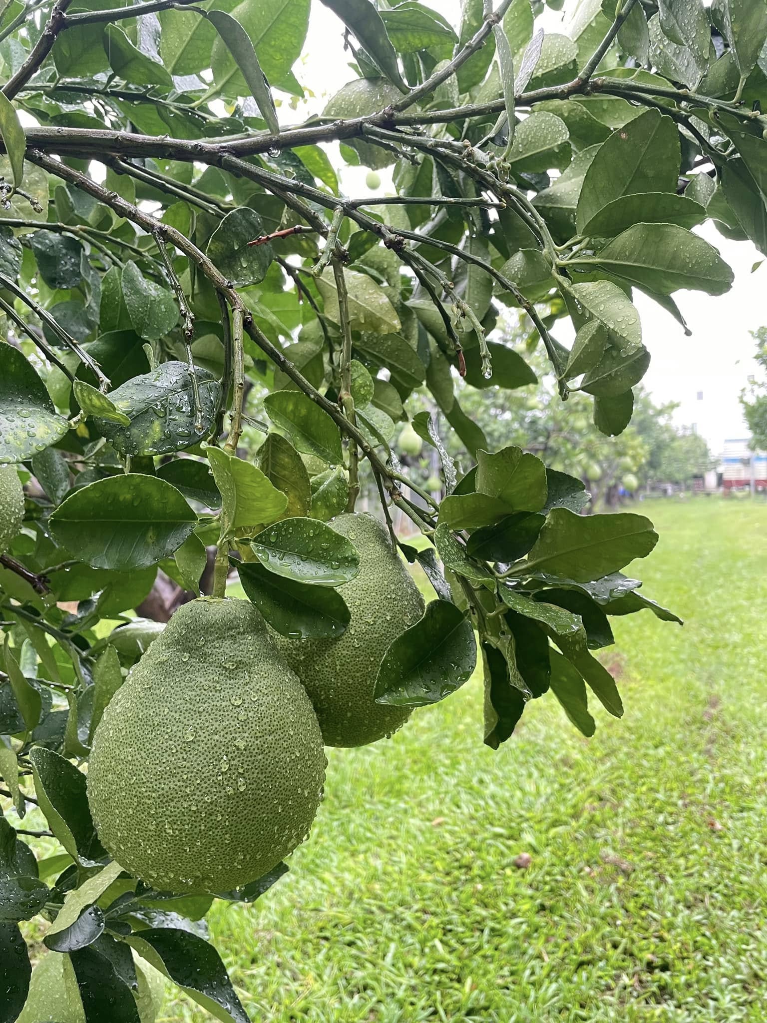 繁茂綠傘・老欉樹蔭蔽日