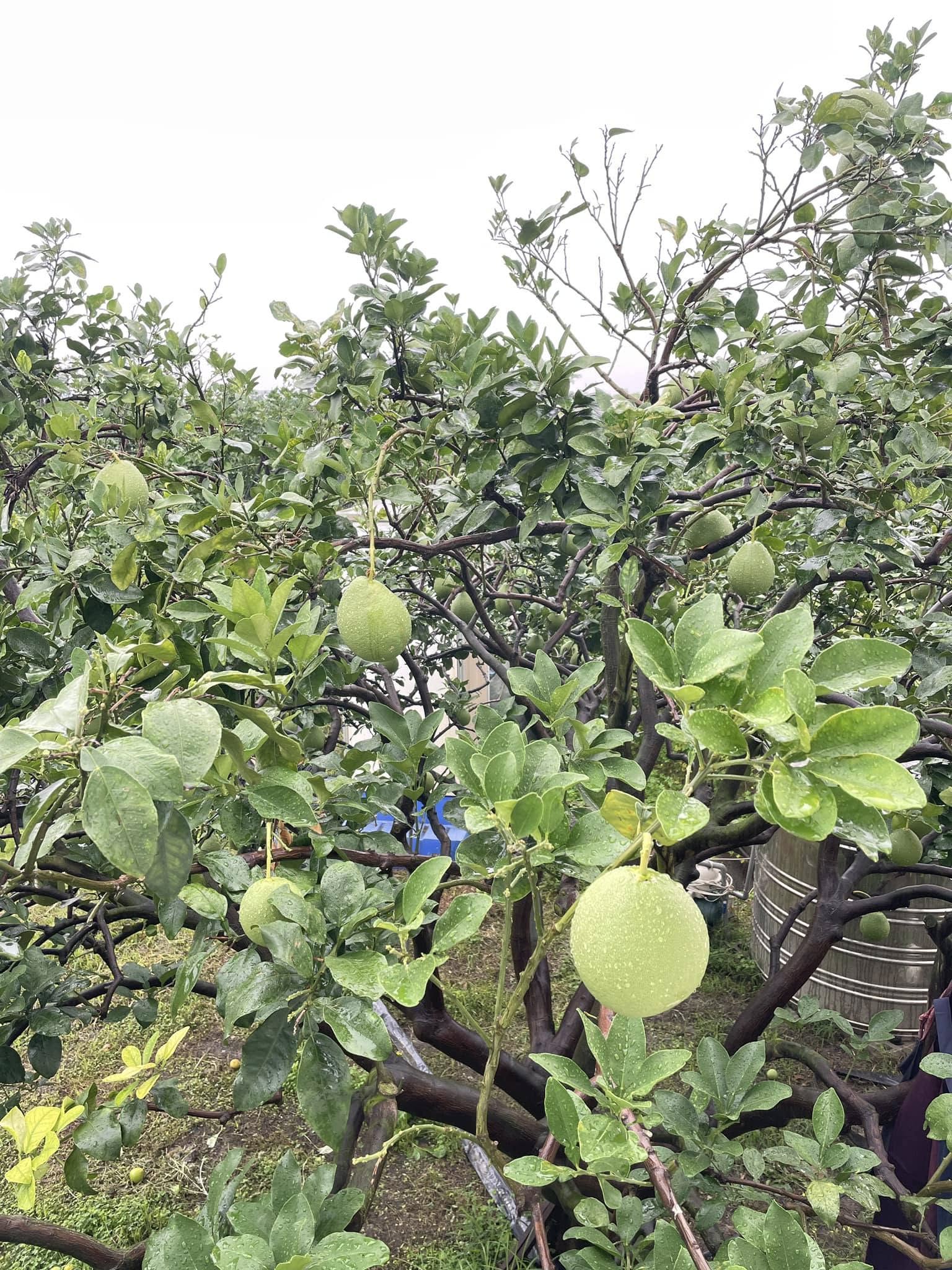 翠綠深處・老樹深呼吸