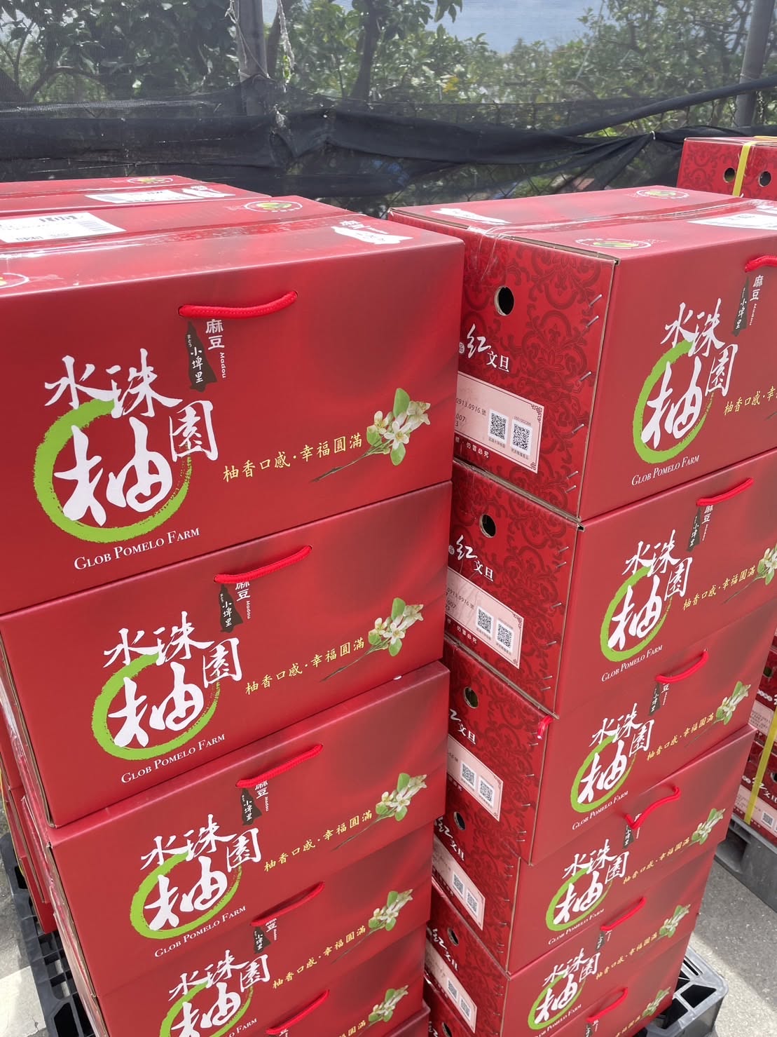 碩大飽滿・豐收信號初現