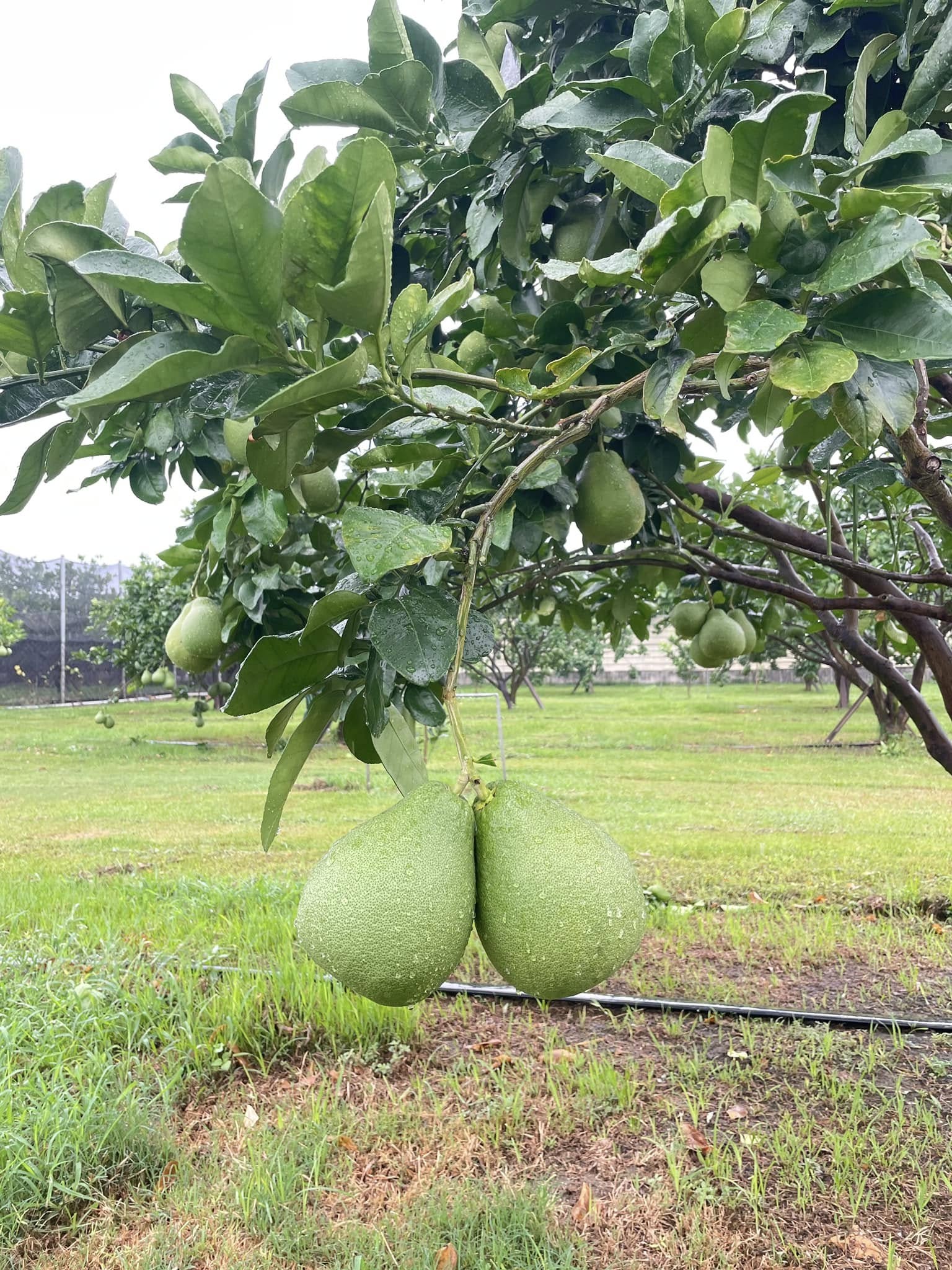 綠葉成蔭・三十載守候的家園