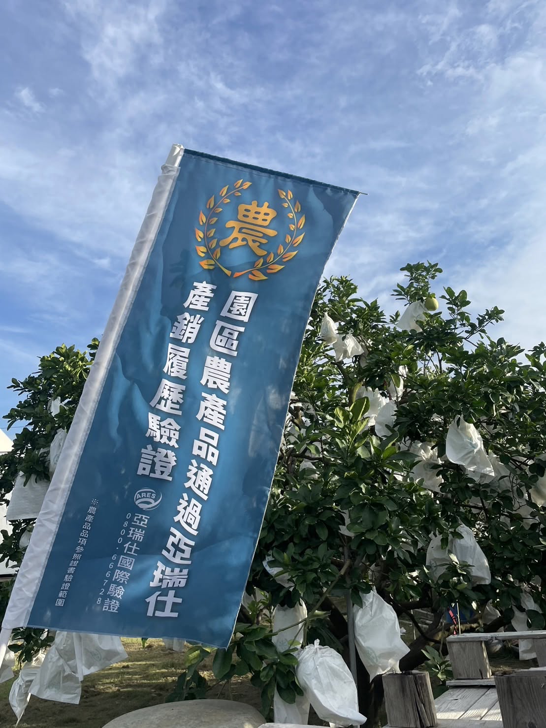花苞初現・春意鬧枝頭