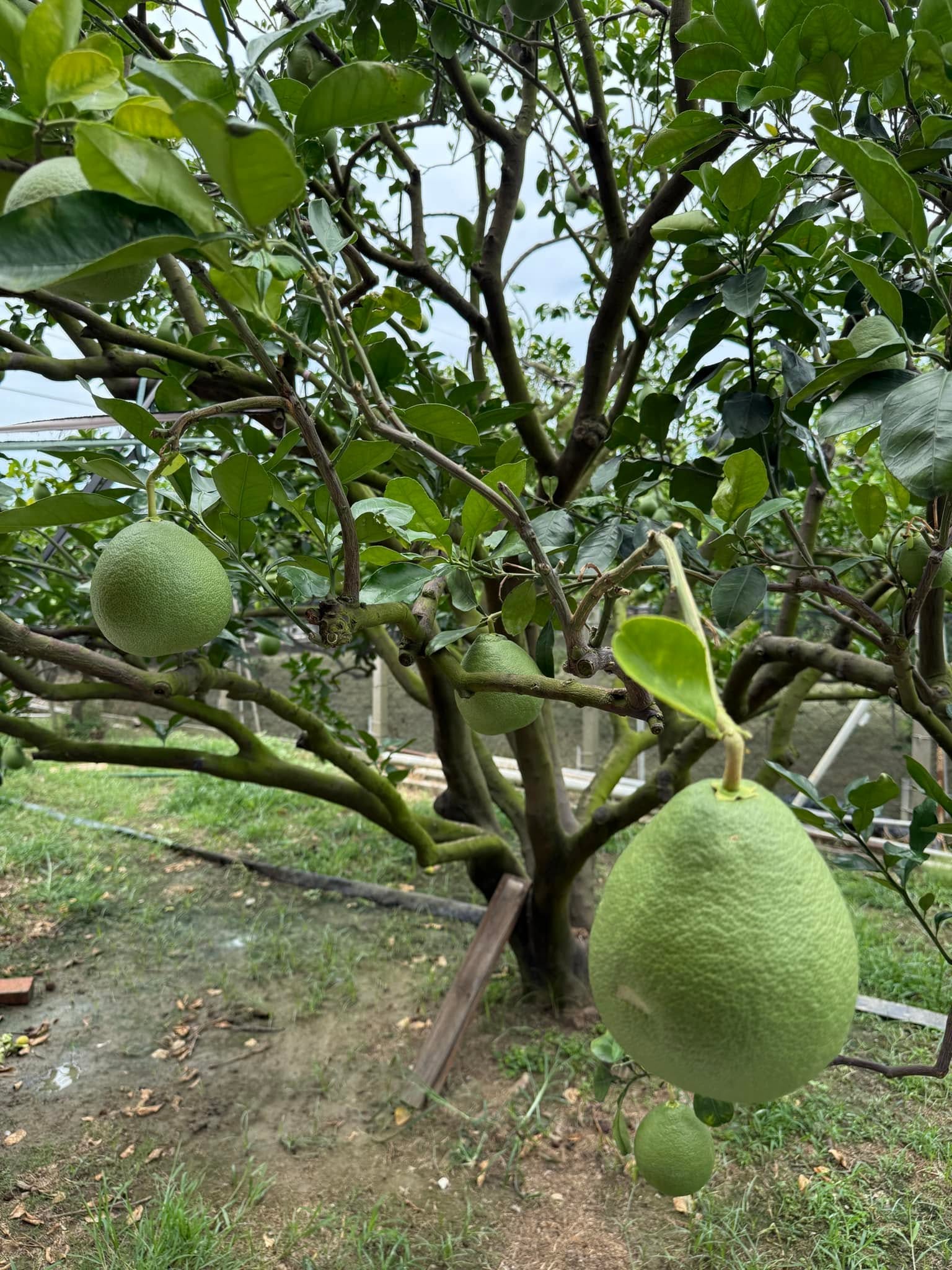 雙果相映・老樹上的金色陽光
